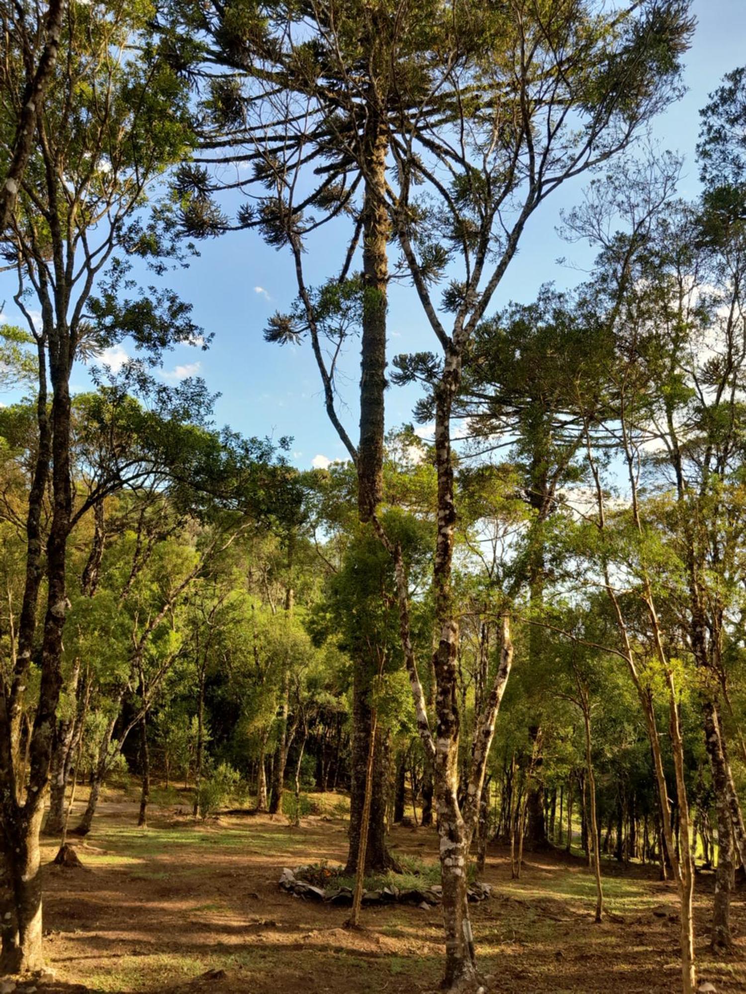 Cabanas Dos Pinheiros São Francisco de Paula Pokój zdjęcie