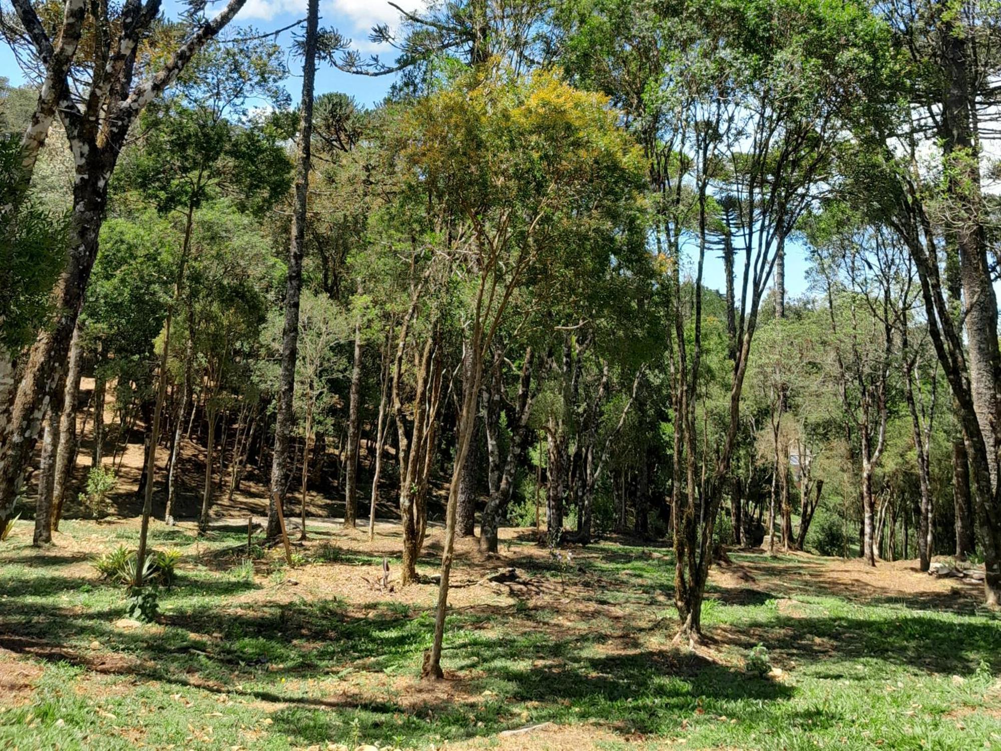 Cabanas Dos Pinheiros São Francisco de Paula Pokój zdjęcie