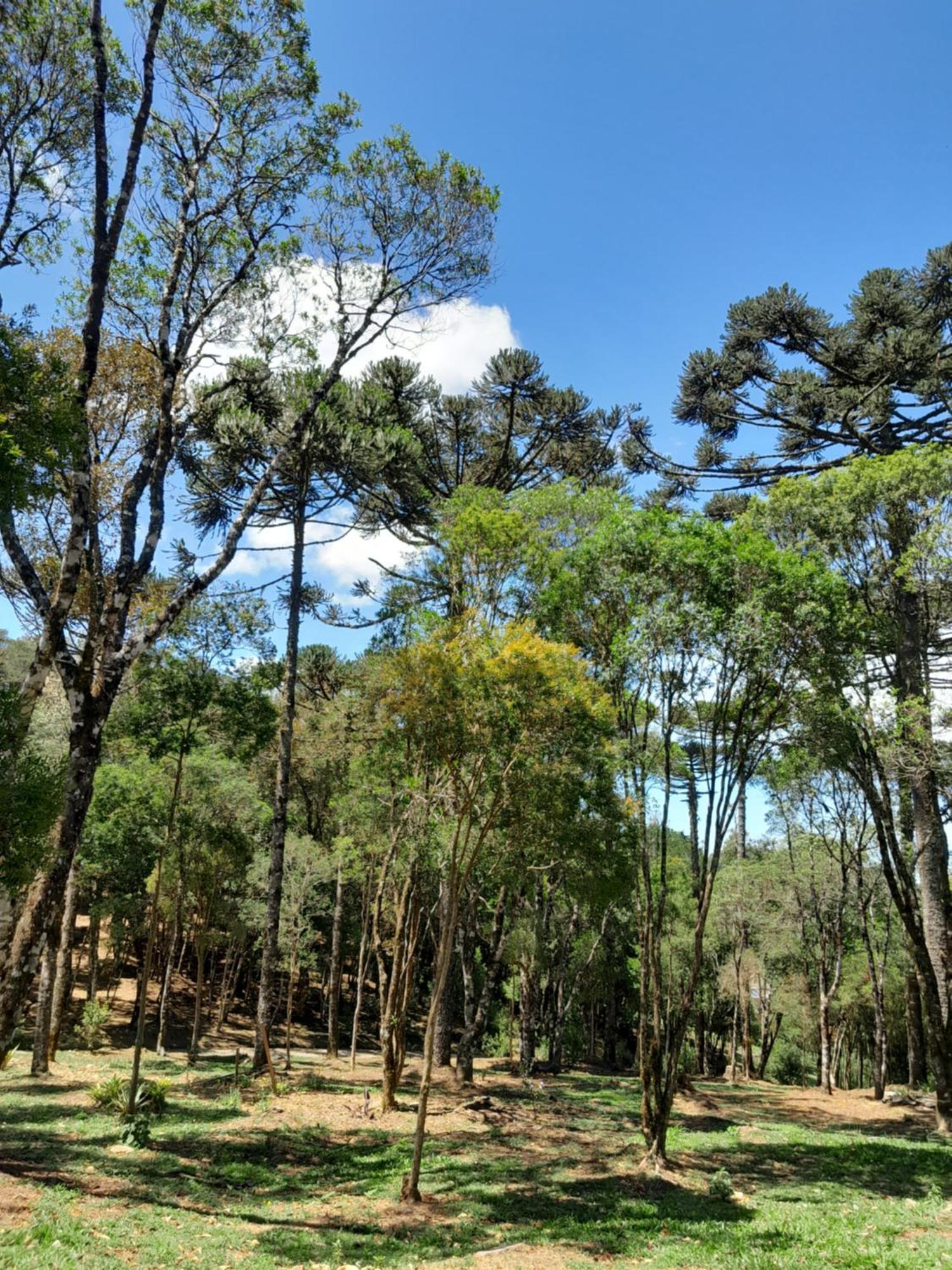 Cabanas Dos Pinheiros São Francisco de Paula Pokój zdjęcie
